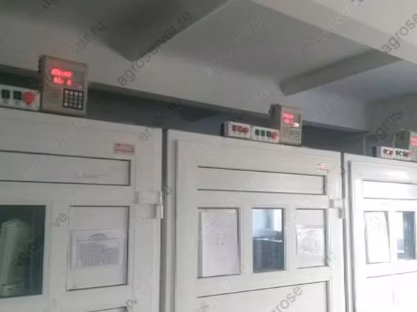 Куры