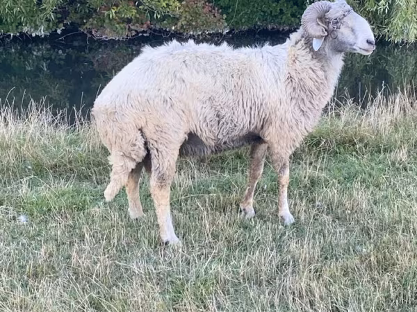 Ram, Karakul sheep