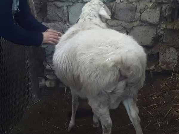 Кочкор, Койлор — Өзбекстан