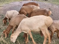 Oveja, Arashan sheep — foto 1