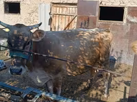 Vaca, Swiss cattle — foto 2