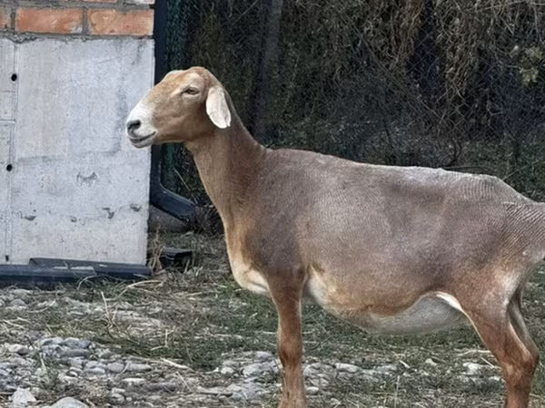 Кочкор, Койлор — Кыргызстан