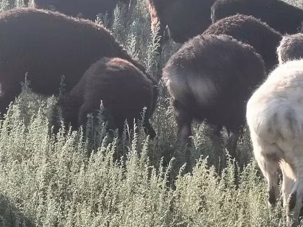 Кочкор, Койлор — Казакстан