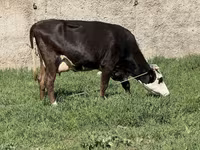 गाय, मवेशी — फ़ोटो 6
