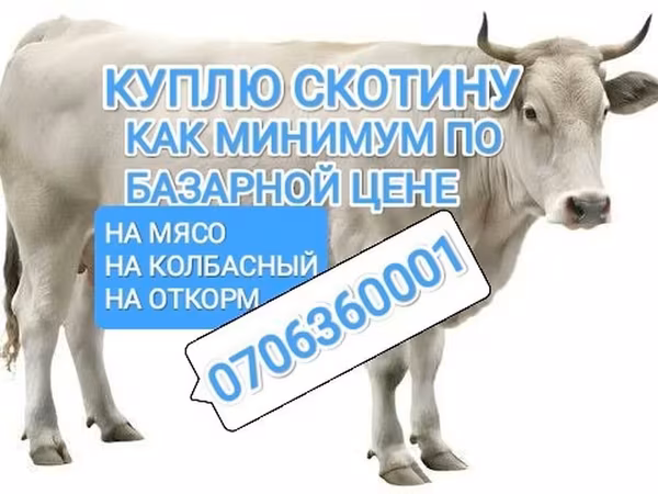 گاو