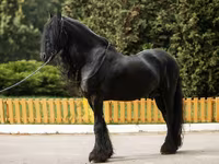 Horse (M), Friesian — photo 6
