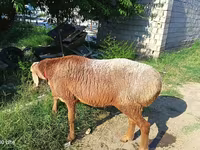 Widder, Agin sheep — Foto 1