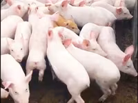 Eber, Schweine — Foto 8