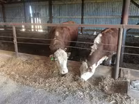 Buqa, Yaroslavl cattle — 8-rasm