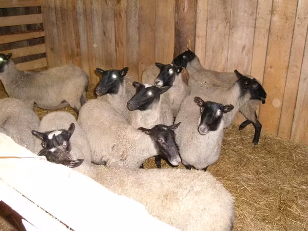Oveja, Romanov sheep