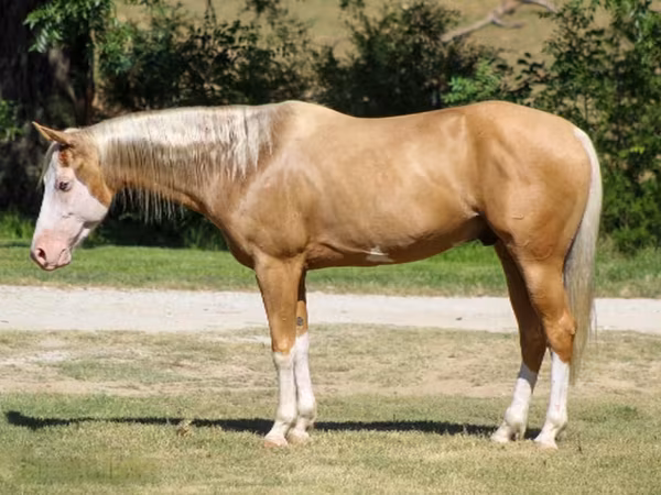 Hengst, Palomino