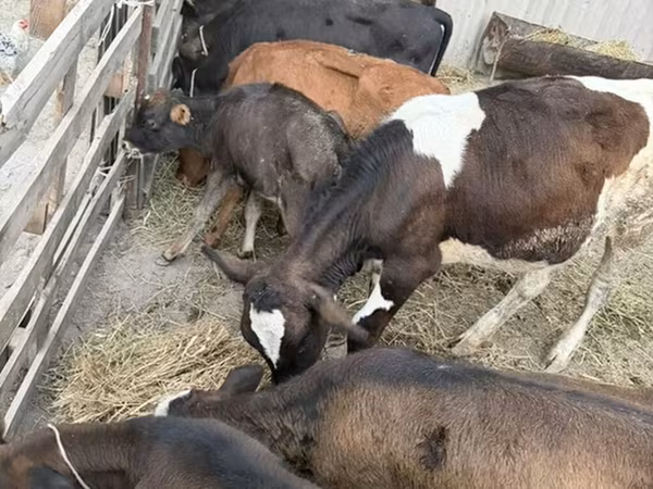 Bulle, Russian Black pied cattle