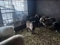 बकरी, Alpine goat — फ़ोटो 5