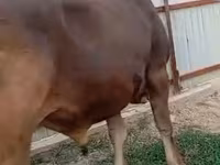सांड, Swiss cattle — फ़ोटो 4