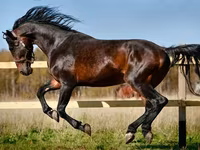 Mare, Horse breed — photo 1