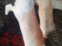 Продам баранину ягнят — الصورة 2