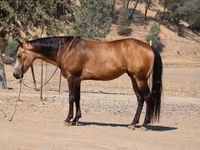 حصان, Quarter Horse — الصورة 8