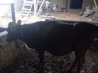 Vaca, Ganado vacuno — foto 5