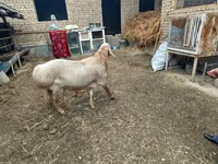 Qoʻchqor, Arashan sheep — 5-rasm