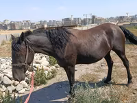 Yegua, Skyros Pony — foto 1