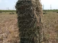 Сено в тюках (прямоугольные тюки). - Заготовлено в поле, прессованное — الصورة 1