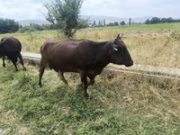 母牛, Cattle — 照片 4