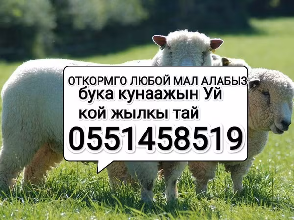 گوسفند