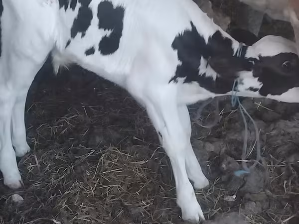 公牛, Holstein breed