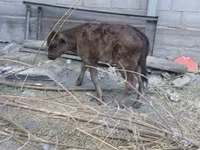 गाय, Russian Black pied cattle — फ़ोटो 4