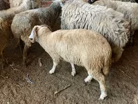 Schaf, Schafe — Foto 4