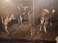 Vaca, Ganado vacuno — foto 4