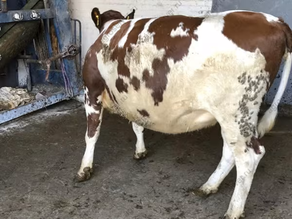 Kuh, Holstein-Rasse