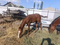 Stute, Thoroughbred horse — Foto 3
