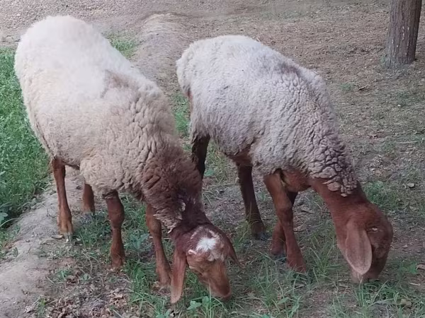 Кочкор, Койлор