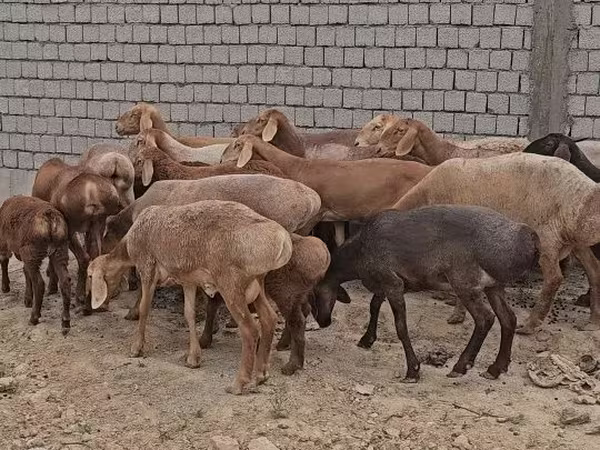 Кочкор, Арашан