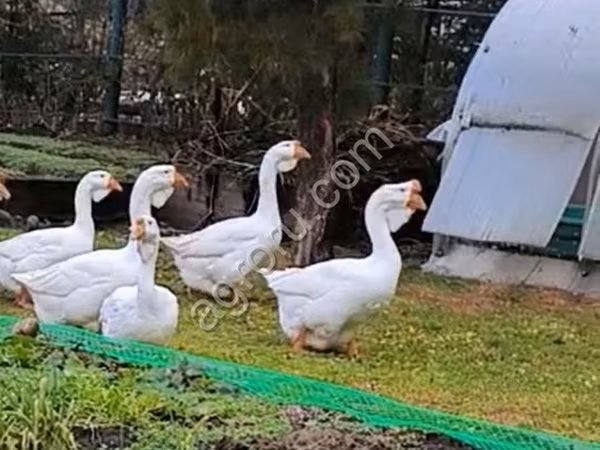 Каздар