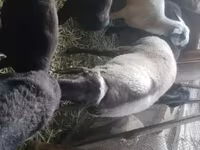 Carnero, Rhon sheep — foto 4