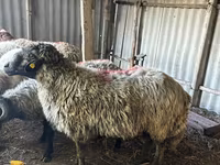 公羊, Sheep — 照片 5