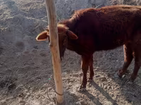بقرة, الماشية — الصورة 3