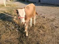 सांड, मवेशी — फ़ोटो 1