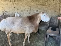 Кочкор, Гиссар койу — сүрөт 1