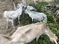 عنزة, الماعز — الصورة 1