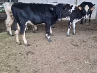 गाय, Swiss cattle — फ़ोटो 7