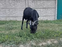 Теке, Murcia-Granada goats — 4-сурет