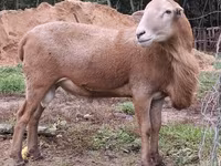 Qoʻchqor, Katum sheep — 2-rasm