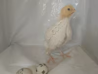Quails — الصورة 3