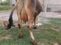 गाय, मवेशी — फ़ोटो 7