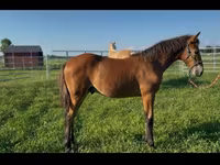 Hengst, Rocky Mountain Horse — Foto 4
