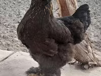 براهما — الصورة 5