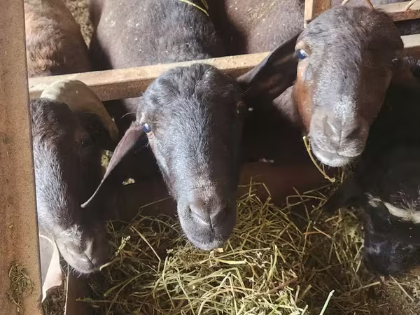 公羊, Sheep — 乌兹别克斯坦
